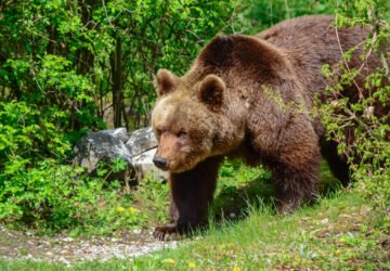 Forêt, filière bois et biodiversité en Roumanie